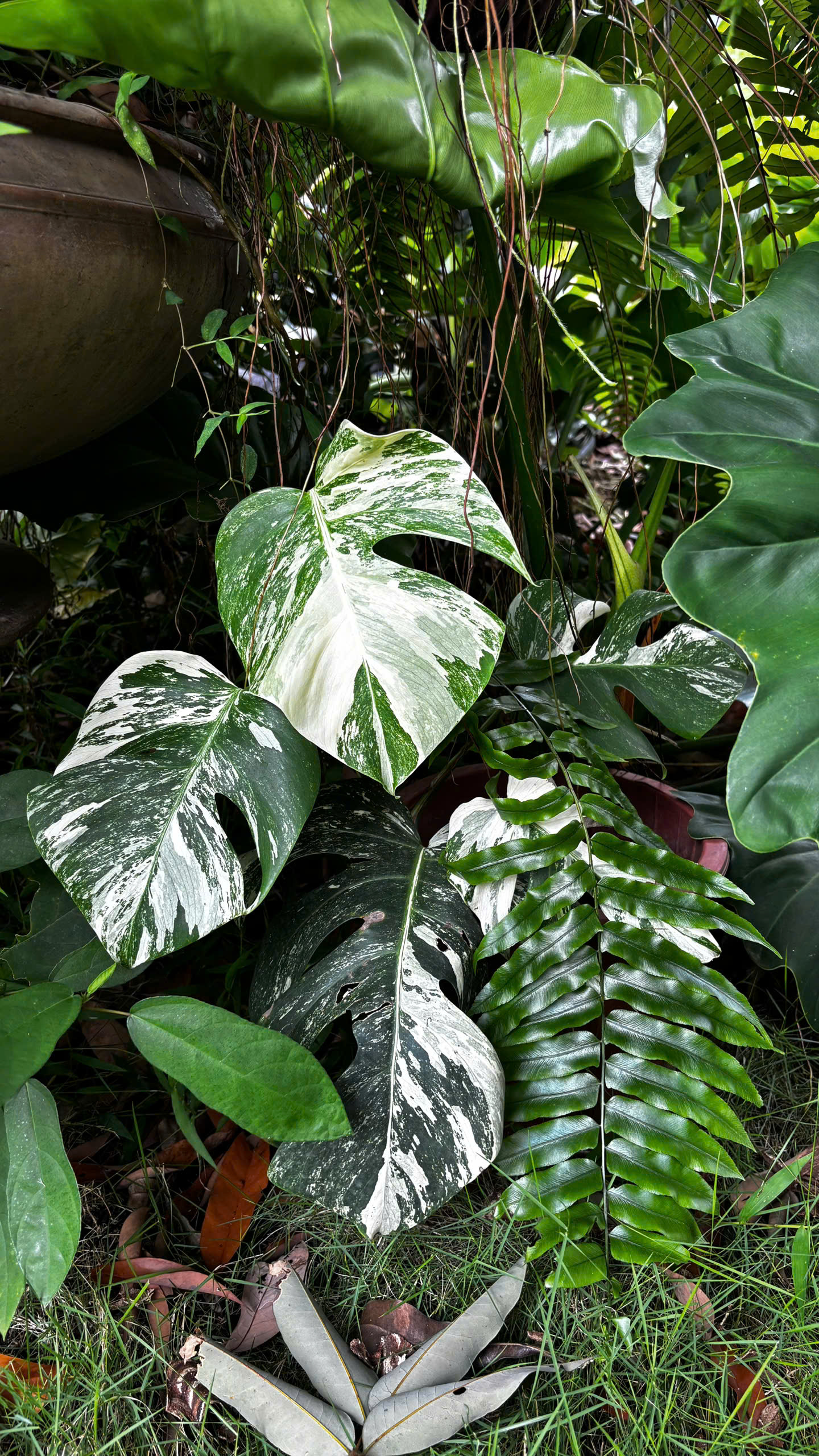 Lá Monstera bạch tạng cận cảnh