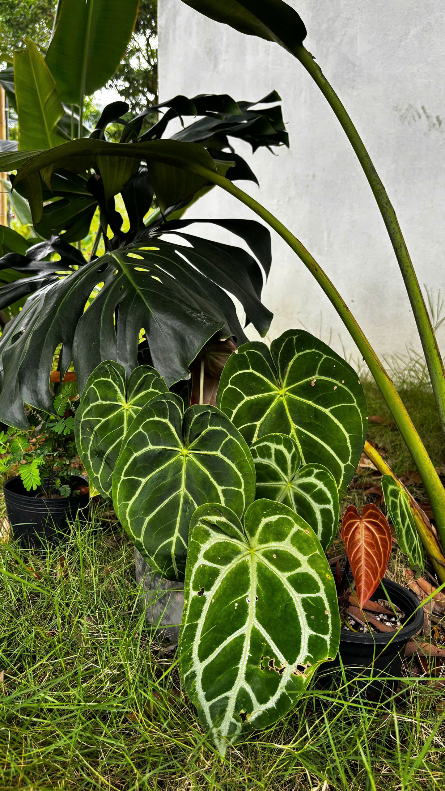 Lá Anthurium gân trắng và Monstera đen