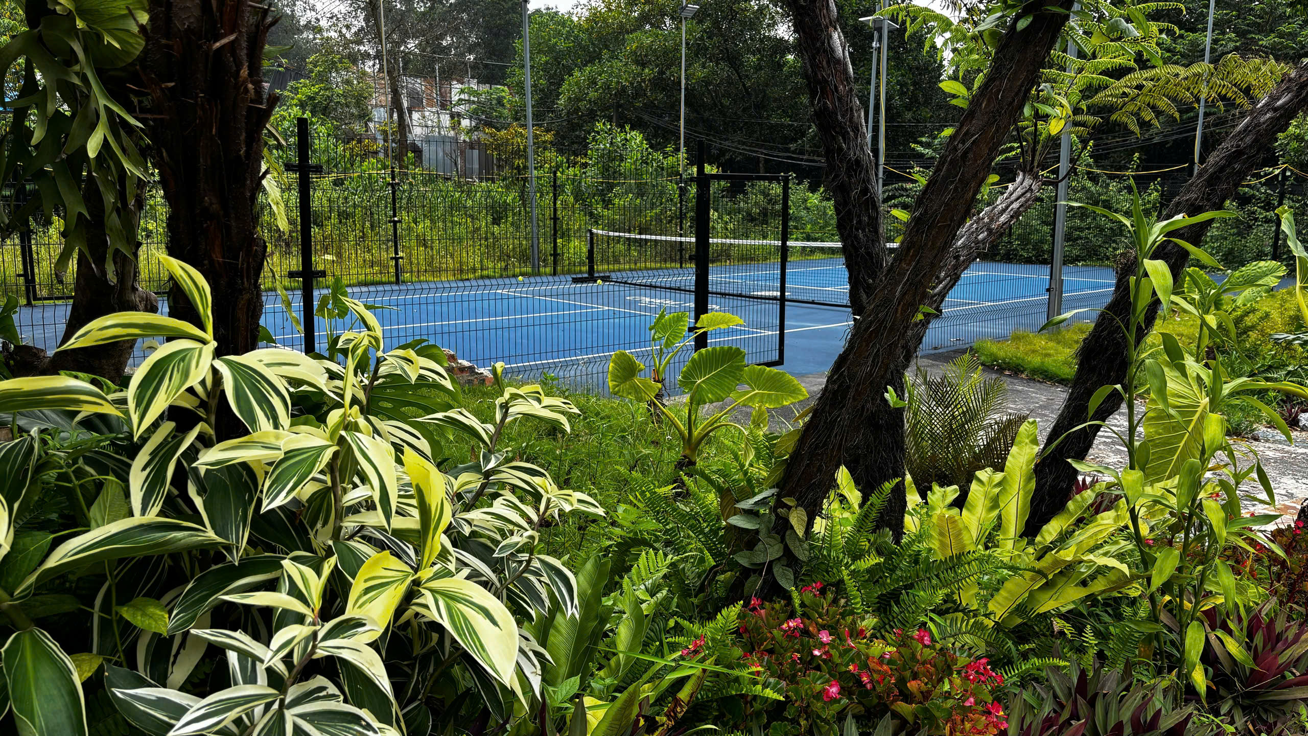 Sân pickleball nhìn qua khóm dương xỉ