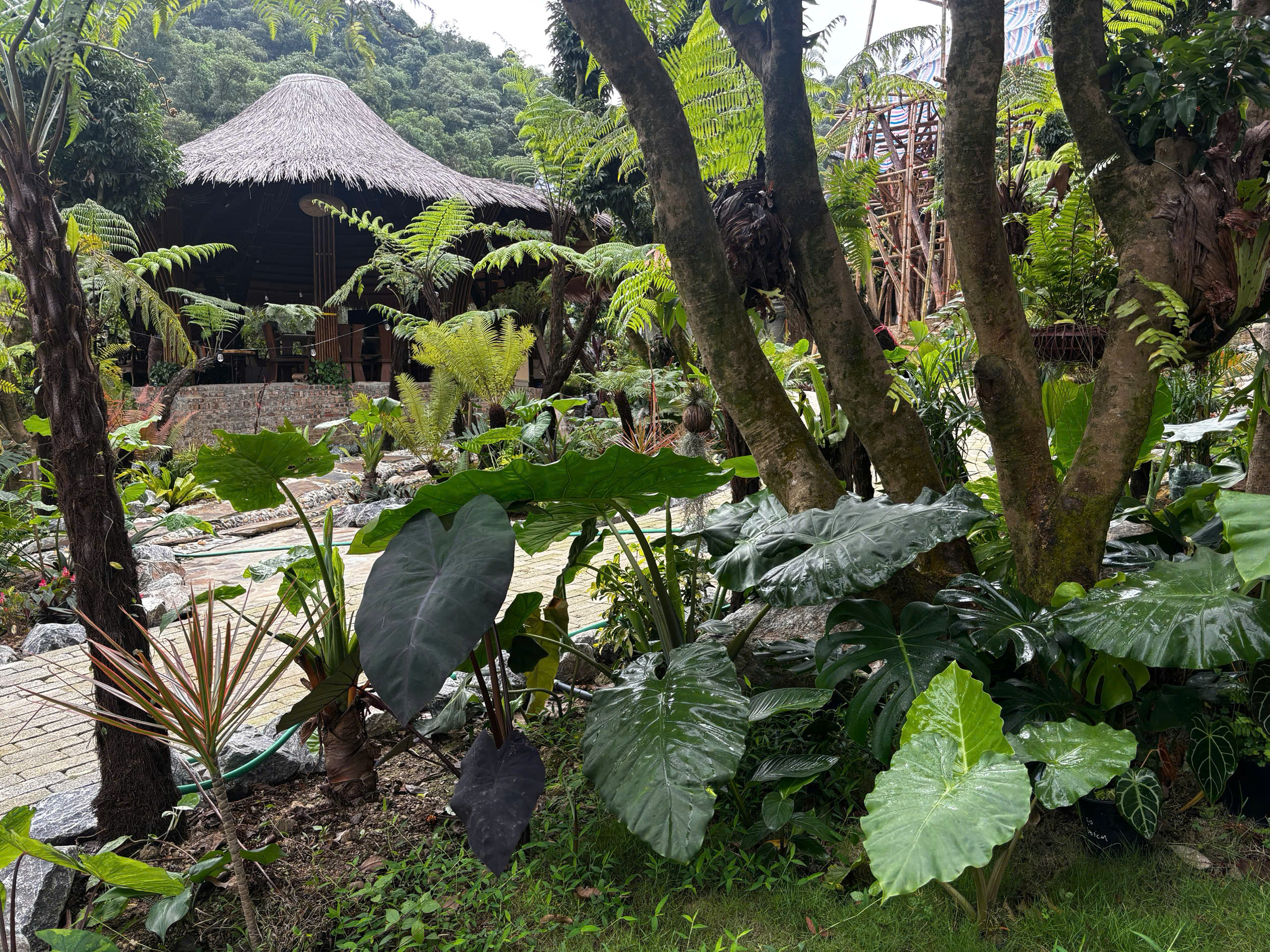Vườn nhiệt đới